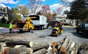 Best Tree Removal Services  in New City, NY